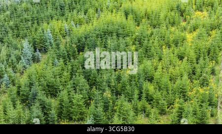 Weihnachtsbaumplantage im Sommer. Weihnachtsbäume wachsen in einem Nadelwald für die kommende Saison. Drohnenfoto. Oestringen, Baden-Württemberg, G Stockfoto
