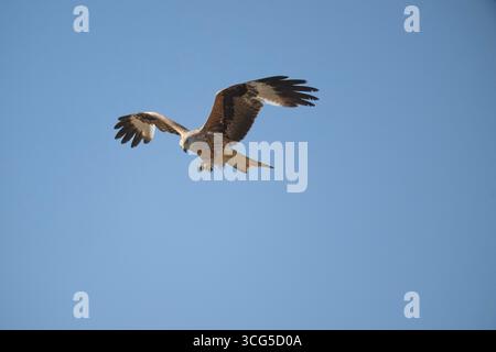 Ein roter Drachen, der herrlich anmutig ist, ist unverkennbar mit seinem rotbraunen Körper, den abgewinkelten Flügeln und dem tief gespaltenen Schwanz. Es wurde aus nat gespeichert Stockfoto
