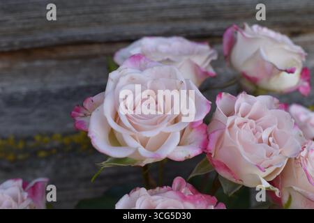 Weiche rosa Rosen mit magentafarbenen Blüten vor rustikalem Holzhintergrund, Nahaufnahme Stockfoto