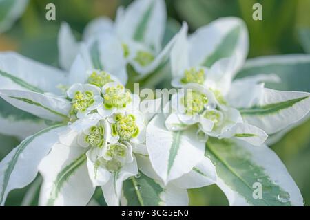 Schnee auf dem Berg (Euphorbia marginata) mit weißen und grünen Deckblättern und kleinen Blütenblumen, bedeckt mit frühmorgendlichem Tau. Stockfoto