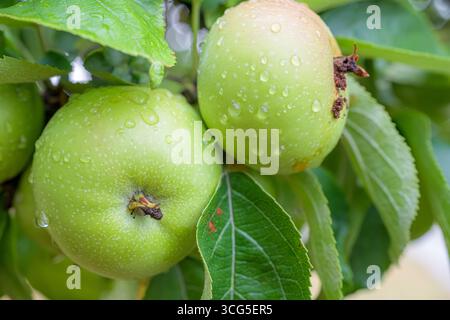 Grüne Äpfel hängen an einem Baumzweig, bedeckt mit Wassertröpfchen und umgeben von gesunden grünen Blättern. Stockfoto