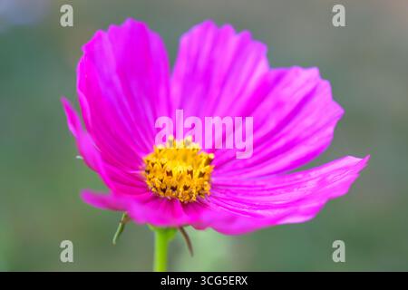 Nahaufnahme einer hellrosa Kosmos-Blume mit leuchtendem gelbem Zentrum, die sich vor einem weichen grünen Hintergrund abhebt. Stockfoto