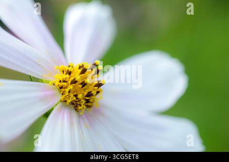 Nahaufnahme einer weißen Kosmos-Blume (Cosmos bipinnatus) mit gelben und dunkelspitzen Staubblättern auf weichem grünem Hintergrund. Stockfoto
