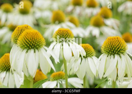 Echinacea. Echinaceas. Weißer Schwan. Charakteristische Kegel und herabhängende Blütenblätter von Echinacea purpurea 'White Swan' Coneflower. Rudbeckia White Swan. UK Stockfoto