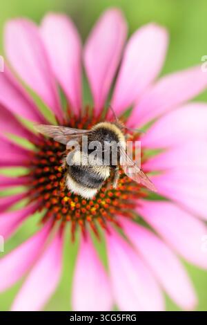 Hummel auf Blume. Weißschwanzhummel (Bombus lucorum), auf einer rosa Echinacea-Blüte im Sommer - August. UK Stockfoto
