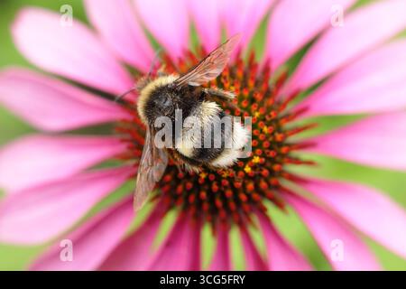 Biene auf Blume. Weißschwanzhummel (Bombus lucorum), auf einer rosa Echinacea-Blüte im Sommer - August. UK Stockfoto