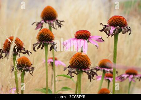 Echinacea purpurea Magnus Samen gegen Stipa tenuissima mexikanisches Federgras im Spätsommer. UK Stockfoto