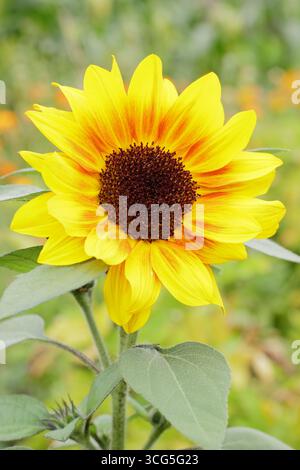 Hellgelbe, rotbraune Blätter der zweifarbigen Helianthus Mahagoni Sonnenblume in einem britischen Garten, Spätsommer. UK Stockfoto