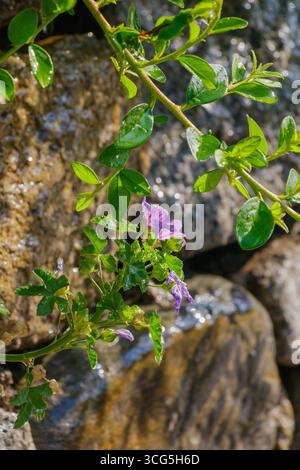 Zarte violette Blüten wachsen leuchtend inmitten von grünem Laub nahe an Felsen, mit Sonnenlicht, das von Wassertropfen in einer ruhigen Umgebung im Freien reflektiert wird Stockfoto