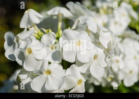 Nahaufnahme von weißen Gartenphloxblüten (Phlox paniculata) in voller Blüte, zarte Blütenblätter mit gelber Mitte Stockfoto