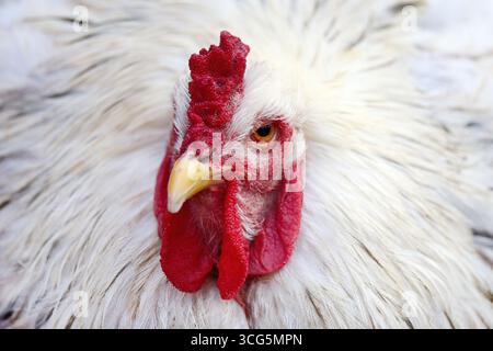 Weißer Hahn mit hellrotem Kamm und Flechten Stockfoto