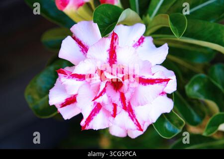 Adenium Obesum perfekt blühte, exotische afrikanische Blüte, weiß- und Rosenblätter, Französisch-Guayana, Frankreich Stockfoto