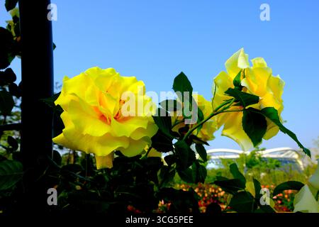 Drei schöne gelbe Rosen an einer Hecke, Botanischer Garten, Seoul, Südkorea Stockfoto