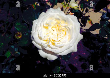 Porträt einer großen weißen Rose, beleuchtet durch Licht, große schöne und majestätische Blume in einem Garten, romantische Stimmung Stockfoto