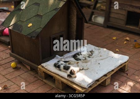 Zwei Katzen schlafen nebeneinander auf einer Holzpalette, die mit einer Decke bedeckt ist. Sie liegen vor einem kleinen Holzunterstand, umgeben von herabfallenden Blättern und Stockfoto