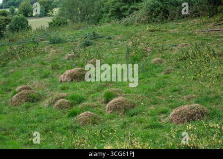 Cotswolds, England, UK Ant Hills of Yellow Meadow Ameisen, Lasius flavus, zwischen Naunton und Upper Slaughter. Stockfoto
