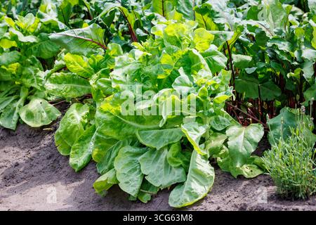 Blätter von Salaten und Roten Bete, die im Gemüsegarten in Polen angebaut werden Stockfoto