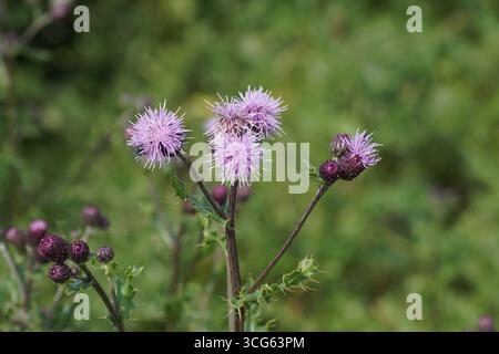 Rot-violette Blüten der Kriechdistel (Cirsium arvense), Familie Asteraceae. Sommer, August, Niederlande Stockfoto