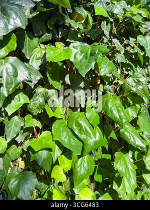 Efeu, Hedera Helix, Pflanze, die an der Wand wächst. Grüner Leaves Hintergrund. Stockfoto
