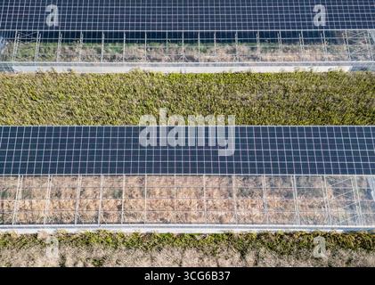 Luftaufnahme moderner Solargewächshäuser mit Photovoltaik-Panels auf Dächern, erneuerbare Energien und nachhaltiges Landwirtschaftskonzept Stockfoto