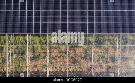 Luftaufnahme moderner Solargewächshäuser mit Photovoltaik-Panels auf Dächern, erneuerbare Energien und nachhaltiges Landwirtschaftskonzept Stockfoto