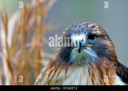 Ein typisches Buteo, hoch aufragende Falken mit breiten Flügeln und Schwanz. Gefieder sind sehr variabel, 4 helle und 3 dunkle Morphen sind unterscheidbar. Hav Stockfoto