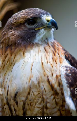 Ein typisches Buteo, hoch aufragende Falken mit breiten Flügeln und Schwanz. Gefieder sind sehr variabel, 4 helle und 3 dunkle Morphen sind unterscheidbar. Hav Stockfoto