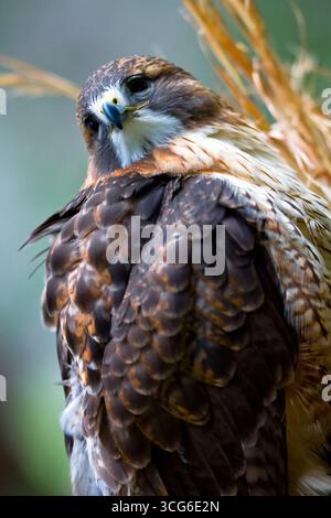 Ein typisches Buteo, hoch aufragende Falken mit breiten Flügeln und Schwanz. Gefieder sind sehr variabel, 4 helle und 3 dunkle Morphen sind unterscheidbar. Hav Stockfoto