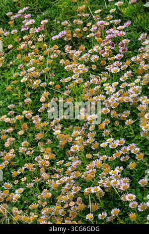 Cornwall, England, Großbritannien, Wildblumen entlang des Cornwall Coast Path. Erigeron glaucus, Seaside Daisy, Beach Aster, Stockfoto
