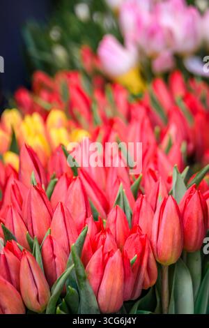 Ein lebhafter Marktstand im Freien mit verschiedenen frischen Blumen wie bunt gefärbten Tulpen in gebündelten Blumensträußen, die im Frühjahr in Zürich, Schweiz, verkauft werden Stockfoto