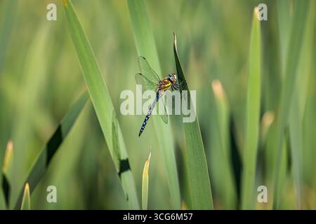 Eine männliche KaiserLibelle (Anax Imperator), die auf Schilf am kühleren See am Ockham Common in Surrey, Südosten Englands, ruht Stockfoto