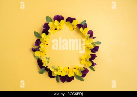 Frühlingsblumen, lila und gelbe Stiefmütterchenblüten kreisförmig auf gelbem Hintergrund Stockfoto