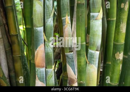 Bambus in den Kanapaha Botanical Gardens in Gainesville, Florida. (USA) Stockfoto