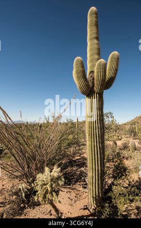 Saguaro Kakteen (Carnegiea gigantea) mit Kakteen Wren (Campylorhynchus brunneicapillus) Nest der Saguaro ist eine baumähnliche Kaktusart im monotypischen Stockfoto