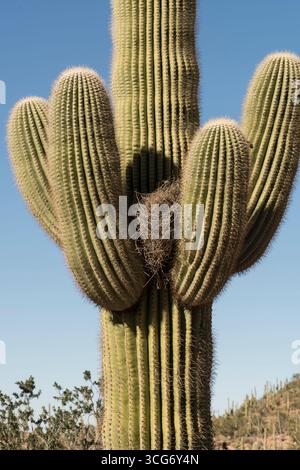 Saguaro Kakteen (Carnegiea gigantea) mit Kakteen Wren (Campylorhynchus brunneicapillus) Nest der Saguaro ist eine baumähnliche Kaktusart im monotypischen Stockfoto