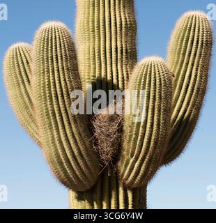 Saguaro Kakteen (Carnegiea gigantea) mit Kakteen Wren (Campylorhynchus brunneicapillus) Nest der Saguaro ist eine baumähnliche Kaktusart im monotypischen Stockfoto