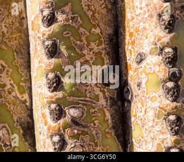 Saguaro-Kakteen (Carnegiea gigantea). Der wissenschaftliche Name wird zu Ehren von Andrew Carnegie vergeben. Die Arme sind gewachsen, um die Fortpflanzung der Pflanze zu erhöhen Stockfoto