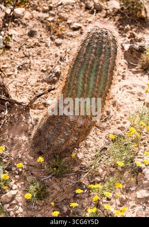 Saguaro Cactus (Carnegiea gigantea). Der Saguaro ist eine baumähnliche Kaktusart aus der monotypischen Gattung Carnegiea, die über 70 Fuß (21 Fuß) wachsen kann Stockfoto