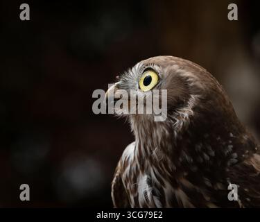 Close-up-Porträt der Eule mit hellgelben Augen vor dunklem Hintergrund Stockfoto