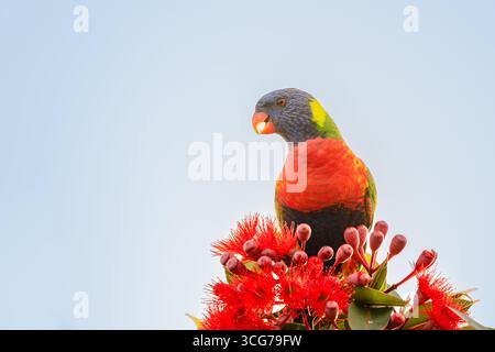 Rainbow Lorikeet thront auf roten Eukalyptusblüten Stockfoto