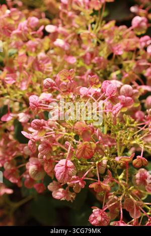 Kleine rosa Blumen im Garten Stockfoto