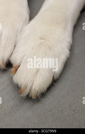 Großaufnahme der weißen Hundepfoten Stockfoto