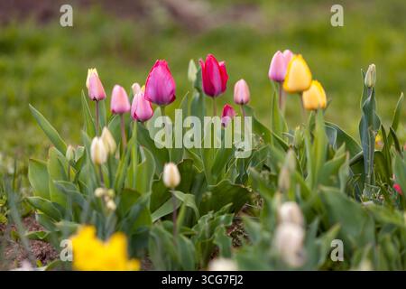 Bunte Tulpen im Garten auf einem unscharfen Hintergrund. Stockfoto