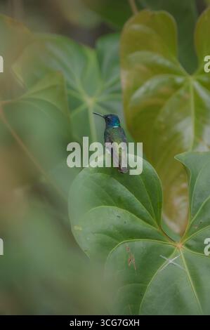 Rücken eines männlichen Weisshalses jacobin, der auf einem Blatt sitzt Stockfoto
