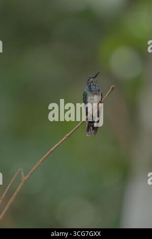 Weisshalsiger Jakobin, der auf einem Ast sitzt Stockfoto