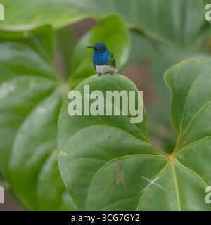 Vorderseite eines männlichen Weisshalses jacobin, der auf einem Blatt sitzt Stockfoto
