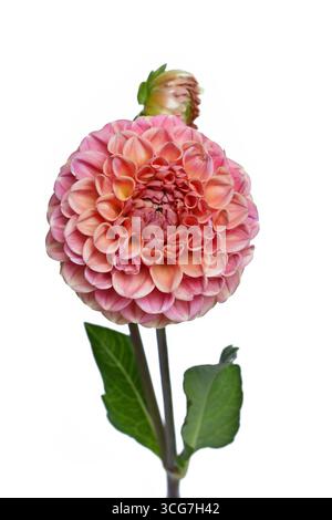 Pfirsichfarbene Kugel Dahlienblume in voller Blüte auf weißem Hintergrund Stockfoto