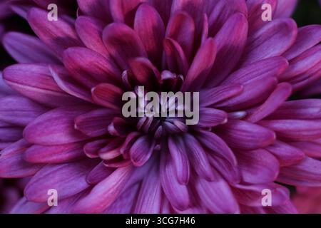 Nahaufnahme einer gelben Chrysanthemenblume. Selektiver Fokus. Stockfoto