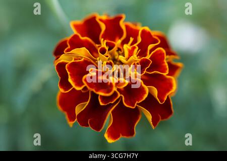 Orangenblume von Tagetes patula, der französischen Ringelblume, nah im Garten Stockfoto