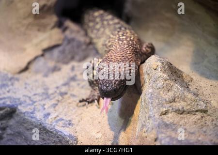 Skorpionkruste Eidechse (Heloderma horridum), Erwachsene, Porträt, auf dem Boden, nachtaktiv, Lambing, Mexiko, Nordamerika, Gefangenschaft Stockfoto